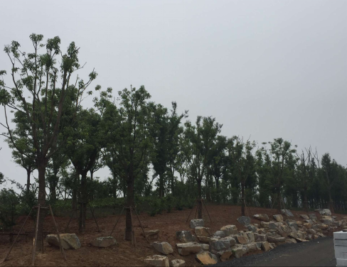 �����ʪ�ع�԰���۽�����ʵ���ǹ�ľ��ֲ